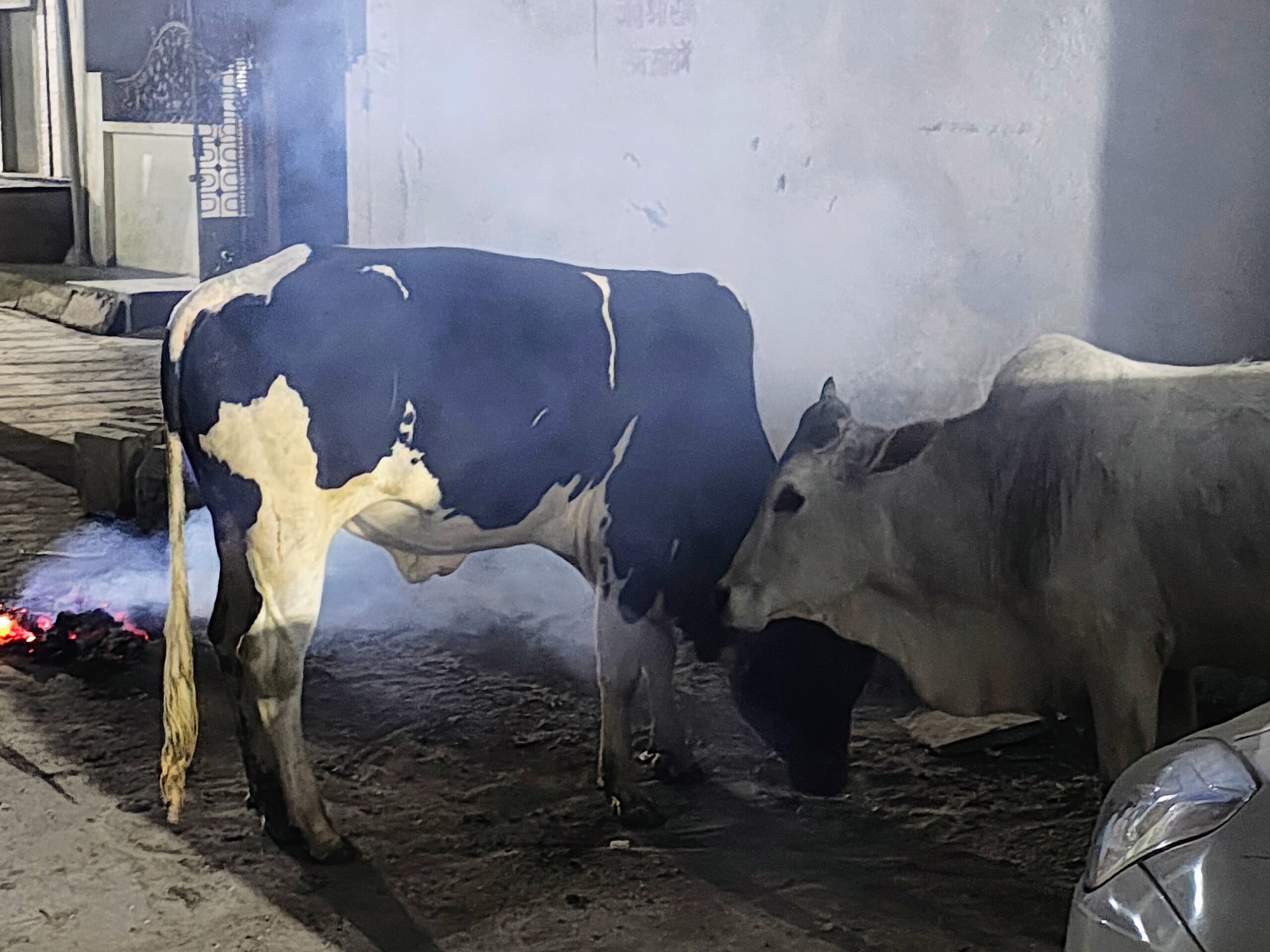 सड़क पर संग्राम! पिड़ावा में आवारा बैलों का बढ़ता आतंक प्रशासन बना मूकदर्शक