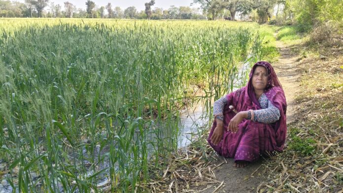गेहूं की फसल को 'अंतिम पानी' पिलाने का दौर