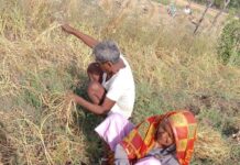 सफेद सोना’ की फसल पर दोहरी मार! खेतों में लहसुन की खुदाई शुरू, बीमार फसल और कम उत्पादन ने उड़ाई किसानों की नींद; अब केवल ‘भाव’ पर टिकी है उम्मीद सफेद सोना' की फसल पर दोहरी मार