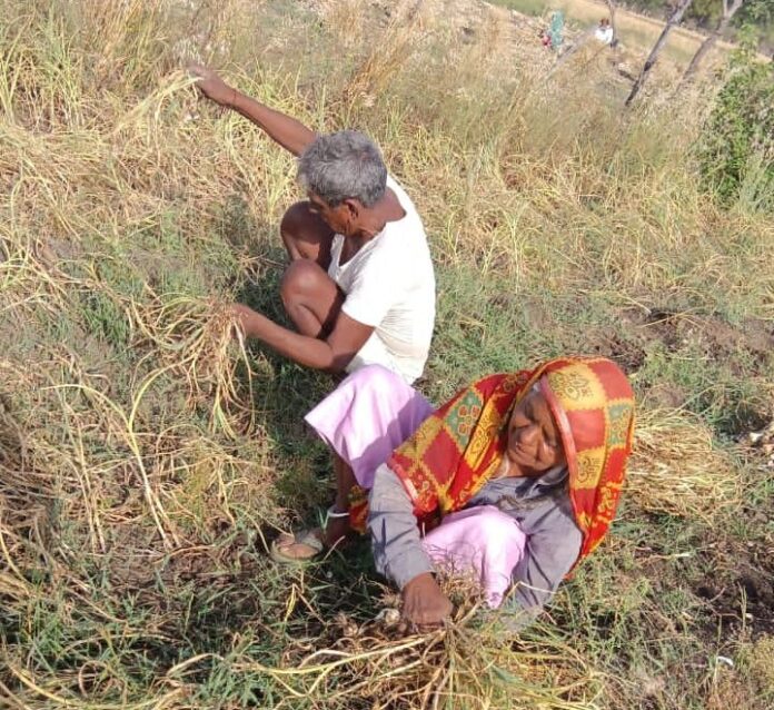 सफेद सोना' की फसल पर दोहरी मार