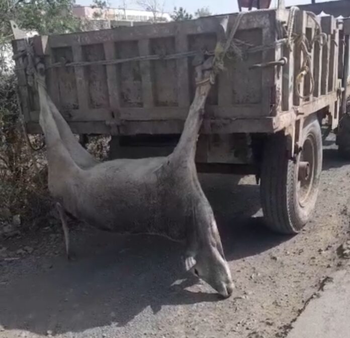 शर्मनाक! पिड़ावा में गौ माता के मृत शरीर का घोर अपमान, ट्रैक्टर के पीछे लटका ले गए कर्मचारी; क्या यही है प्रशासन का 'गौ सेवा' मॉडल?