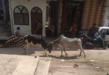 पिड़ावा में आवारा सांडों का तांडव: बीच सड़क पर मची अफरा-तफरी, पहले भी बुजुर्ग को उतार चुके हैं मौत के घाट! क्या प्रशासन किसी और हादसे का इंतज़ार कर रहा है? पिड़ावा में आवारा सांडों का तांडव