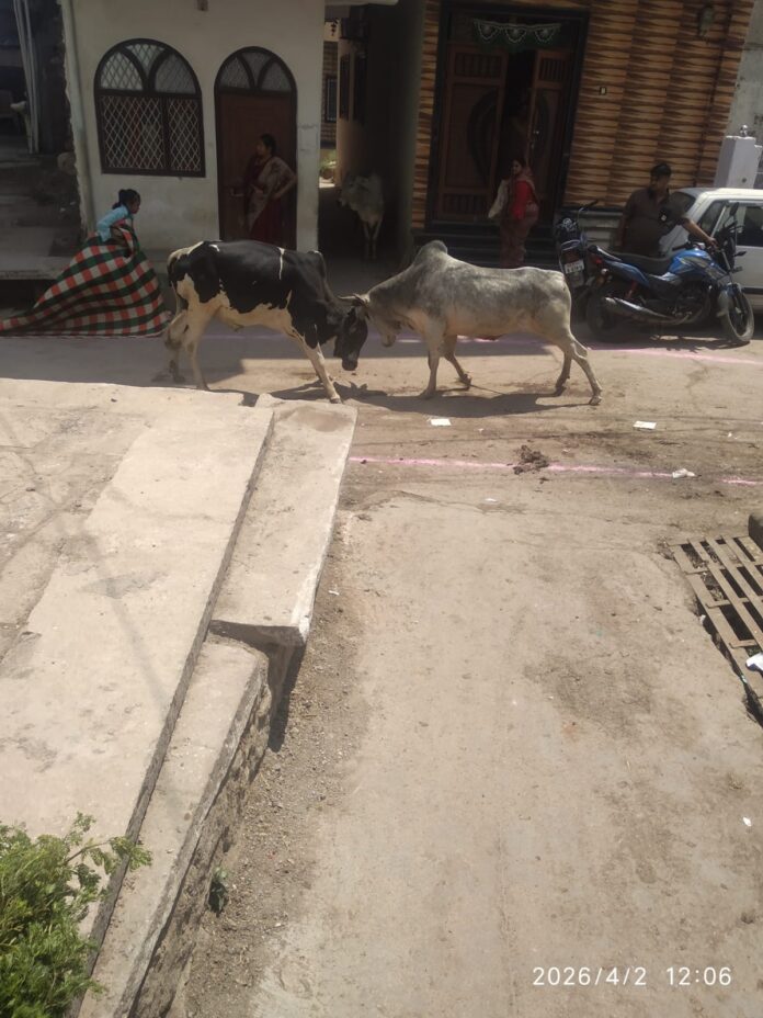 पिड़ावा में आवारा सांडों का तांडव