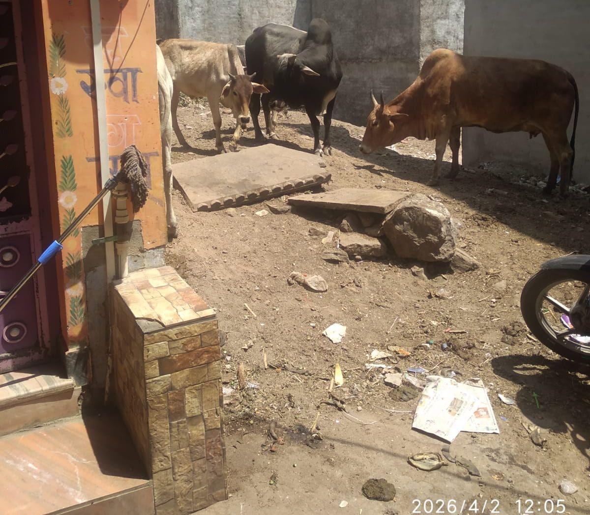  आवारा सांड आपस में लड़ते हुए