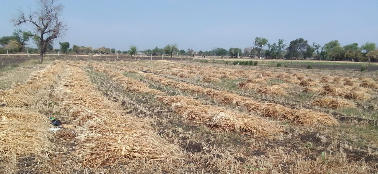 रायपुर में 'आसमानी आफत' ने उजाड़े किसानों के अरमान!