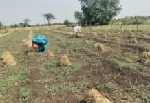 रायपुर में ‘आसमानी आफत’ ने उजाड़े किसानों के अरमान! बेमौसम बारिश से गेहूं-लहसुन सहित 5 फसलों में भारी खराबा; भारतीय किसान संघ ने की ‘शीघ्र मुआवजे’ की मांग रायपुर में 'आसमानी आफत' ने उजाड़े किसानों के अरमान