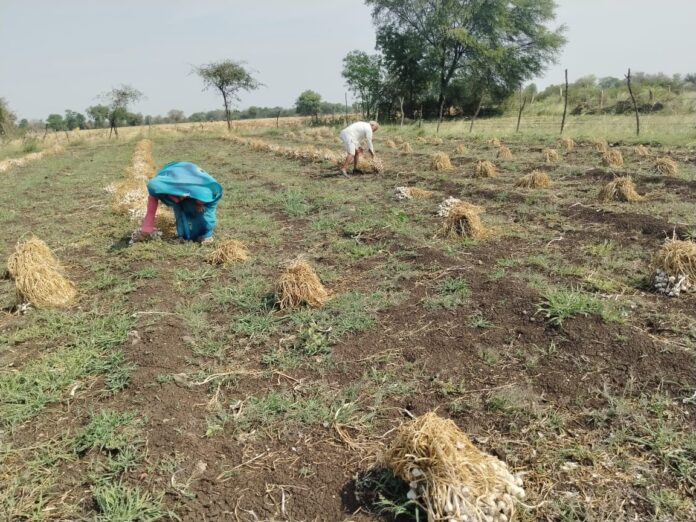 रायपुर में 'आसमानी आफत' ने उजाड़े किसानों के अरमान